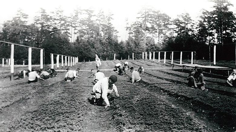 Pennsylvania State forest Academy students weed seedlings in 1933.